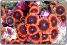 Ultra Bright Ring's of Saturn Polyp's. Jakarta Collected